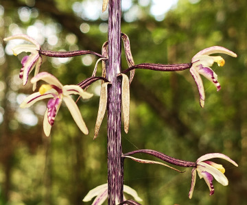 Genus Aphyllorchis