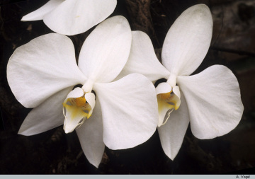 Genus Phalaenopsis