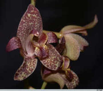 Genus Grammatophyllum Section Stichorchis