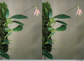 Genus Bulbophyllum section Intervallatae: Bulbophyllum andreeae A.D.Hawkes, plant habit, photo P. Jongejan, collection Royal Botanic Garden Kew, cult. P. Jongejan 1443