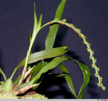 Genus Pholidota section Crinonia: Pholidota carnea (Blume) Lindl., plant habit, photo E.F. de Vogel, based on Leiden cult. 20030041