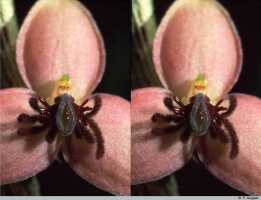 Genus Bulbophyllum section Epicrianthes: Bulbophyllum cimicinum J.J.Verm., flower detail, centre of flower, front view, photo P. Jongejan, collection Royal Botanic Garden Kew, cult. P. Jongejan 100, (holotype)