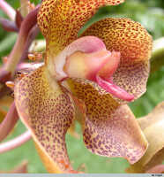 Genus Grammatophyllum: Grammatophyllum pantherinum Rchb.f., photo E.F. de Vogel, from PNG, Lae Botanic Gardens
