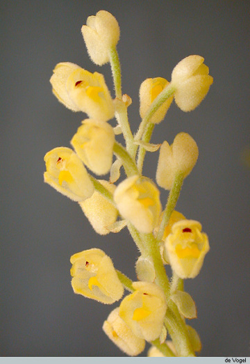 Genus Hymeneria
