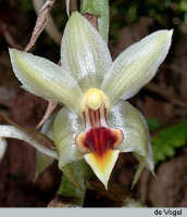 Genus Eria section Eria: Eria ramuana Schltr., flower, photo E.F. de Vogel. Kokoda valley.