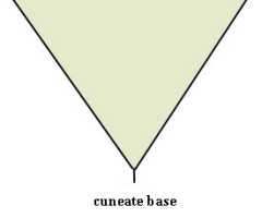 Cuneate: 