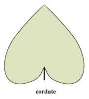 Cordate: 