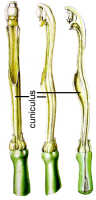 Cuniculus: After Bauer & Lindley