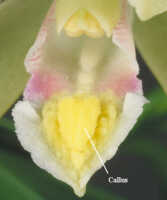 Callus: Callus on lip of Bromheadia devogelii Kruizinga