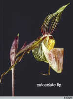 Calceolate: Calceolate lip in Paphiopedilum glanduliferum (Blume) Stein