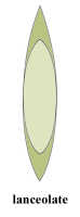 Lanceolate: 