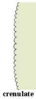 Crenulate: 
