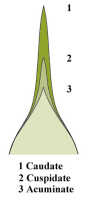 Caudate: Caudate apex