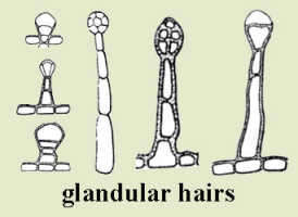 Glandular hair: 