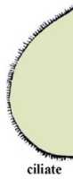 Ciliate: 