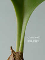 Canaliculate: Channeled leaf-base