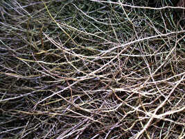 Catch-root: Catch-roots of Grammatophyllum speciosum Blume