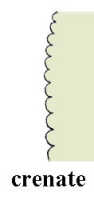 Crenate: 