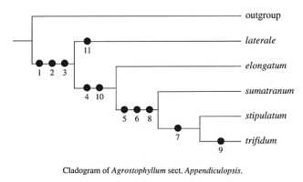 Cladogram: Cladogram of Agrostophyllum section Appendiculopsis. The numbered bullets refer to different character states that are present in the descendants following the next branching point to the right. After Schuiteman, 1997.