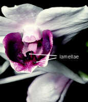 Lamella: Lamellae on lip of Dendrobium williamsianum Rchb.f.