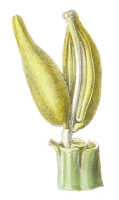 Column: Column of Apostasia nuda R.Br.