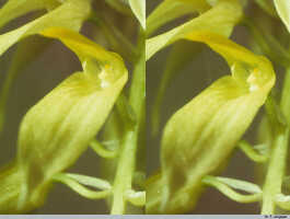 Bulbophyllum chloranthum: Bulbophyllum chloranthum Schltr., flower, oblique front view, photo P. Jongejan, collection Royal Botanic Gardens, Kew, cult. P. Jongejan 337