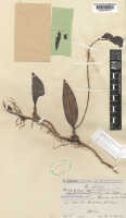 Bulbophyllum chloranthum: Bulbophyllum chloranthum Schltr. as Bulbophyllum hedyothyrsus Schltr., herbarium sheet, Schlechter 18497 (isotype specimen K), photo copyright the Board of Trustees of the Royal Botanic Gardens, Kew