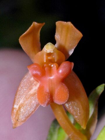Liparis govidjoae