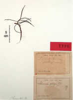 Schoenorchis micrantha: Schoenorchis micrantha Reinw. ex Blume, as Saccolabium plebejum J.J.Sm., herbarium sheet, Bogor cult. (Gjellerup) 21 (holotype specimen BO)