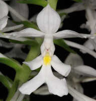 Calanthe triplicata: Calanthe triplicata (Willemet) Ames, flower, front view, photo John Cara, based on Cara cult. s.n.