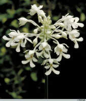 Calanthe triplicata: Calanthe triplicata (Willemet) Ames, inflorescence, photo J. Meijvogel, Leiden cult. 28004, from Java