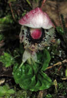 Corybas gibbifer: Corybas gibbifer (Schltr.) Schltr., photo Stephanie Pimm Lyon