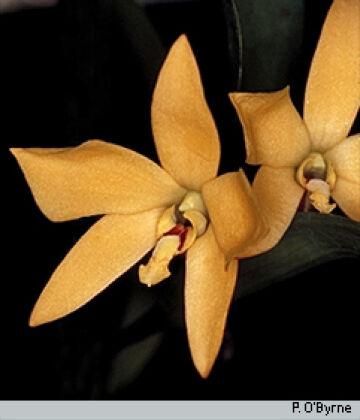 Dendrobium auricolor