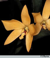 Dendrobium auricolor: overview of Dendrobium auricolor J.J.Sm.