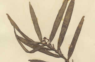 Robiquetia wariana: Robiquetia wariana (Schltr.) Kocyan & Schuit., as Malleola wariana Schltr., detail of herbarium sheet, Schlechter 19558 (isotype specimen K), photo copyright the Board of Trustees of the Royal Botanic Gardens, Kew