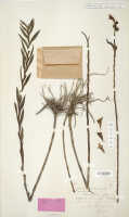 Dendrobium infractum: Dendrobium infractum J.J.Sm., isotype specimen: Gjellerup 1155 (L)