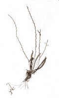 Taeniophyllum clavicalcaratum: Taeniophyllum clavicalcaratum (J.J.Sm.) Kocyan & Schuit. (as Microtatorchis clavicalcarata J.J.Sm.), habit, photo of type specimen in J. J. Smith Archive, Feuilletau de Bruyn 89
