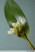 Dendrobium rhipidolobum: Dendrobium rhipidolobum Schltr., flowering shoot, photo E.F. de Vogel, based on Leiden cult. 24546 (from the Moluccas: Buru)