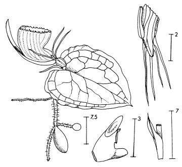 Corybas nanus