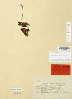 Crepidium fissum: Crepidium fissum (Schltr.) Szlach. (as Microstylis fissa Schltr.),  herbarium sheet, Schlechter 19816 (isotype specimen L)