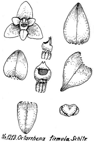 Octarrhena firmula