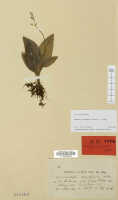 Crepidium oreocharis: Crepidium oreocharis (Schltr.) Szlach. (as Microstylis oreocharis Schltr.), herbarium sheet, Schlechter 18007 (isotype specimen L)