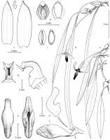 Bulbophyllum cophocropion: Bulbophyllum cophocropion J.J.Verm. & Schuit., habit and flower details.  Drawn by © J.J. Vermeulen, from J.J. Vermeulen & A. Schuiteman, OrchideenJournal 9, 1 (2021) 4. .
