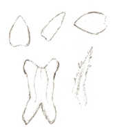Oberonia bifida: Oberonia japenensis J.J.Sm., floral analysis, drawing J.J. Smith, based on Stein 50