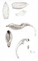 Bulbophyllum holochilum: Bulbophyllum holochilum J.J.Sm., floral analysis, drawing J.J. Smith, from Thomsen 889