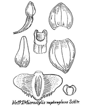 Crepidium nephroglossum