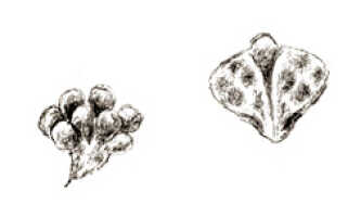 Octarrhena tenuis: Octarrhena tenuis (J.J.Sm.) J.J.Sm., anther and pollinia, drawing J.J. Smith, based on von Römer 1323