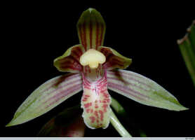 Cymbidium ensifolium subsp. haematodes: Cymbidium ensifolium (L.) Sw. subsp. haematodes (Lindl.) Du Puy & P.J.Cribb, photo E.F. de Vogel, from Leiden cult. 20020193