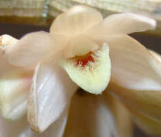 Dendrobium melanostictum: Dendrobium melanostictum Schltr., flower, front view, photo Ed de Vogel, Leiden cult. 20031989 (National Capital Botanic Garden Port Moresby), from Papua New Guinea, locality not known