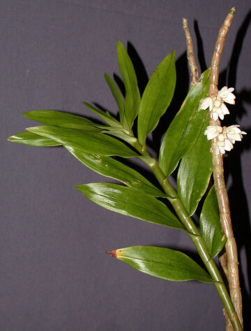 Dendrobium melanostictum